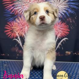 Zinnia - Red merle female Australian Shepherd puppy in Falmouth, Kentucky from Queen City Farm