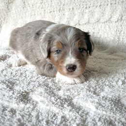 Aussiedoodle Puppies from A Dose Of Doodle