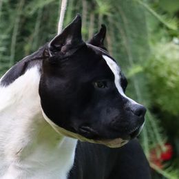 Nihil - American Staffordshire Terrier