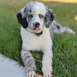Mario - Goldendoodle