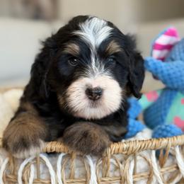 Ziggy - Tri-color male Bernedoodle puppy in Yuciapa, California from AlltheDoodlez_
