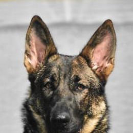 German Shepherds from The Lord's Shepherds