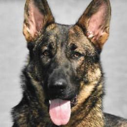 German Shepherds from The Lord's Shepherds