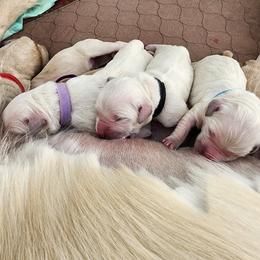 Miss Aqua - Light golden female Golden Retriever puppy in Phoenix, Maryland from Tamarind Goldens