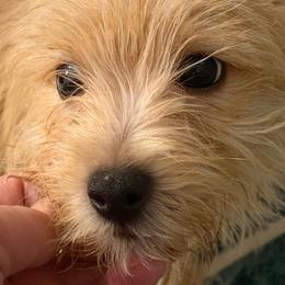 Madison - Norwich Terrier
