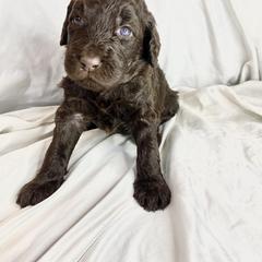 Labradoodle Puppies from Molly’s Doodles