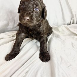 Labradoodle Puppies from Molly’s Doodles