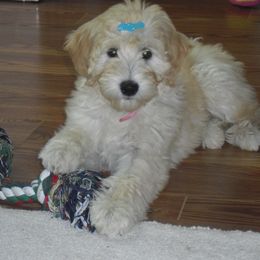 Goldendoodle Puppies from Violet View Iowa Goldendoodles