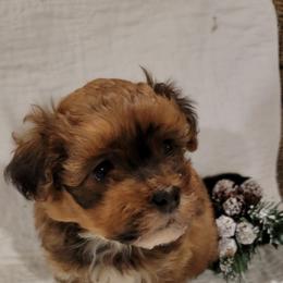 Handsome - Black and white male Havanese puppy in Tarrant County, Texas from Jerico Havanese