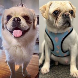 Pugs from The Grumble Bunch