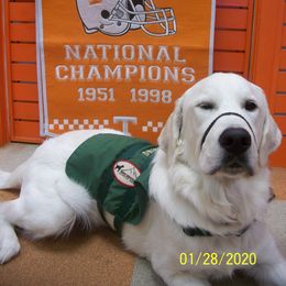 Golden Retriever Puppies from Dale Hollow Goldens