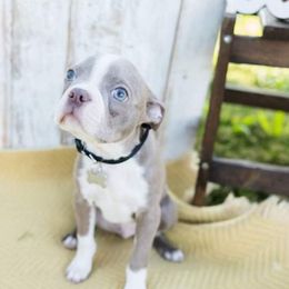 Boston Terrier Puppies from Beatrice's Kennels