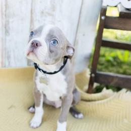 Boston Terrier Puppies from Beatrice's Kennels