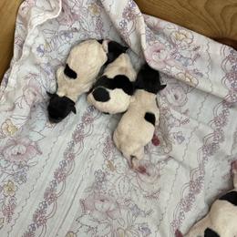 Pup F - White black and tan female Toy Fox Terrier puppy in Clermont, Florida from Debbie Hiles's Toy Fox Terriers