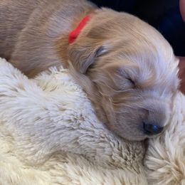 Golden Retriever Puppies from Tradershire Goldens