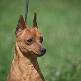 Miniature Pinscher All Grown Up from Valjalu’s Minianture Pinschers