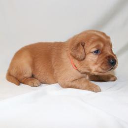 Chai - Dark golden male Golden Retriever puppy in New Weston, Ohio from Bertke AKC Golden Retrievers and Bernese Mountain Dogs