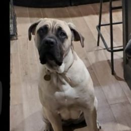 Cane Corso from Carrie Brown's Cane Corsos
