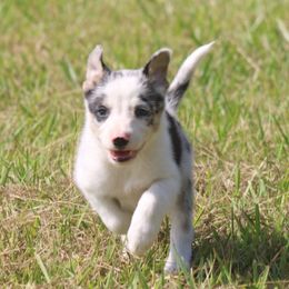 Cowboy - White and blue merle male Border Collie puppy in Kountze, Texas from Bridges Border Collies