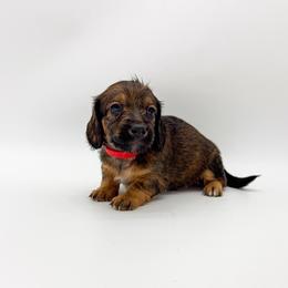 Sage - Red male Dachshund puppy in Waddell, Arizona from Neu Doxies
