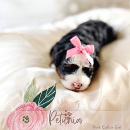 Petunia - Tri-color female Bernedoodle puppy in Mahomet, Illinois from Jordan Family Doodles