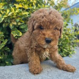 Lyle - Red male Bernedoodle puppy in Blackfoot, Idaho from Draper Mountain Doodles
