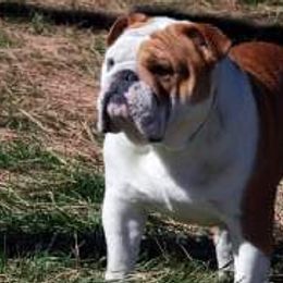 Bulldogs and Labrador Retrievers from Stout's Hunting Labs and trsbullies