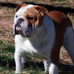 Bulldogs and Labrador Retrievers from Stout's Hunting Labs and trsbullies