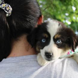 Aussiedoodle, Bulldog, Miniature Australian Shepherd, Poodle, and Toy Australian Shepherd Puppies from Mowry Creek Mini Aussiedoodles and More