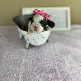 Miss Pink Collar - female Mal-Shi puppy in Poolville, Texas from Tx Pups