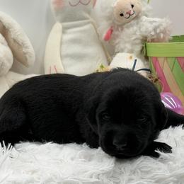 Blue - Black male Labrador Retriever puppy in Heath Springs, South Carolina from Rich Hill Retrievers