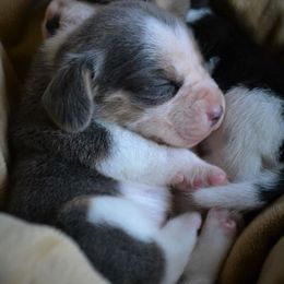 Beagle and Vizsla Puppies from Glade Mill Sporting & Hound