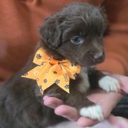 Chi Chi - Red & white female Miniature Australian Shepherd puppy in Arlington, Texas from CopperHead Aussies