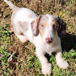 Brioche- 2800 - Dapple male Dachshund puppy in Mount Sherman, Kentucky from Kaleidoscope Dachshunds and Whippets