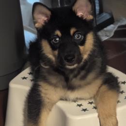 Pomeranian and Pomsky Puppies from Amazing High Desert Pomskys