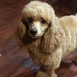 Poodles from Tango's Haus Poodles