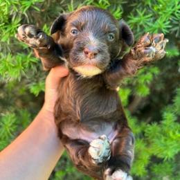 DaoDog Rosie O'Grady's Loves Me - Chocolate female Chinese Crested puppy in Highland Park, Michigan from Family Kennel Dao Dog
