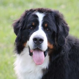 Tuxedo - Bernese Mountain Dog