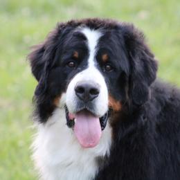 Tuxedo - Bernese Mountain Dog