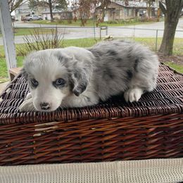 Cedar - Blue merle female Miniature Australian Shepherd puppy in Oroville, Washington from High Mountain Aussies
