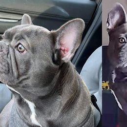 French Bulldogs from Stonecreek Bulldogs