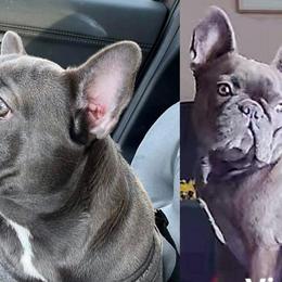 French Bulldogs from Stonecreek Bulldogs