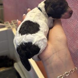 Luke Skywalker - Parti male Poodle puppy in San Antonio, Texas from Chocolate Pet Connection