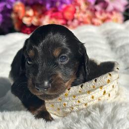 Fae Long hair - Black and tan female Dachshund puppy in Lakeland, Florida from Elite Doxies Florida