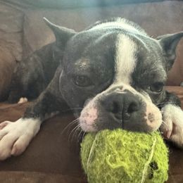 Boston Terriers from Itty Bitty Boston & Chi Co