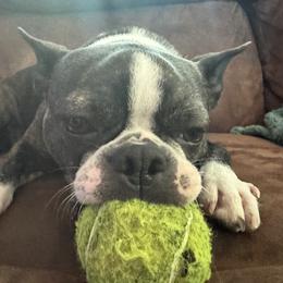 Boston Terriers from Itty Bitty Boston & Chi Co