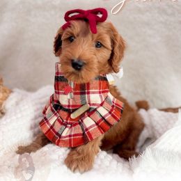 Sienna - Red  female Goldendoodle puppy in California City, California from Summer Sun Doodles