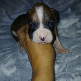 River - Brindle female Boxer puppy in Cannon Falls, Minnesota from Pattys Boxers and Bulldogs