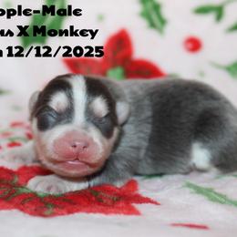 Apple - Blue male Pomsky puppy in Centerville, Iowa from LJ Kennels Pomskies, LLC
