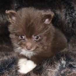 Hunnibunnies buckeye - Chocolate and tan female Pomeranian puppy in Cleveland, Ohio from Hunnibunnies